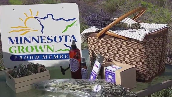 Take a stroll through a local lavender farm