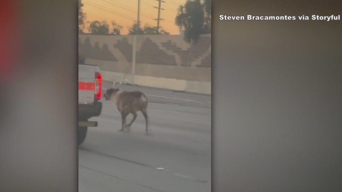 Reindeer spotted running on LA freeway