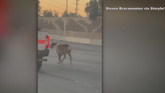 Reindeer wrangled after dashing down LA freeway