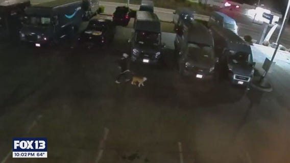 Burglary crew uses decoy dog in Pierce County break-ins