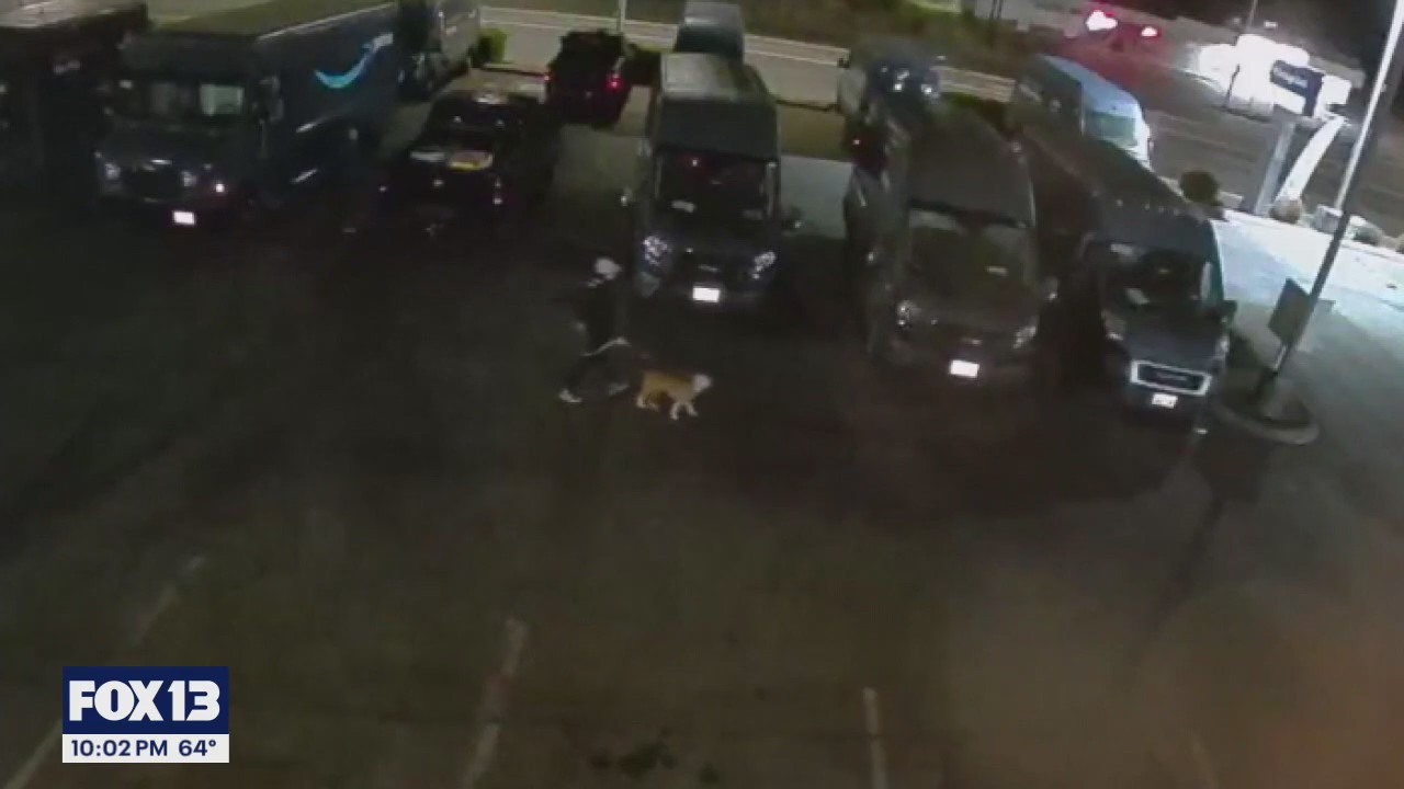 Burglary crew uses decoy dog in Pierce County break-ins