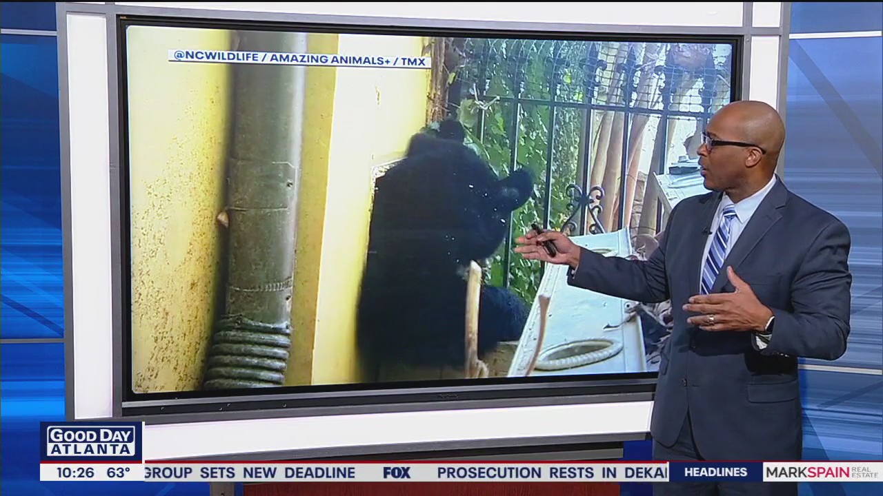 Bear squeezes out of home's vent