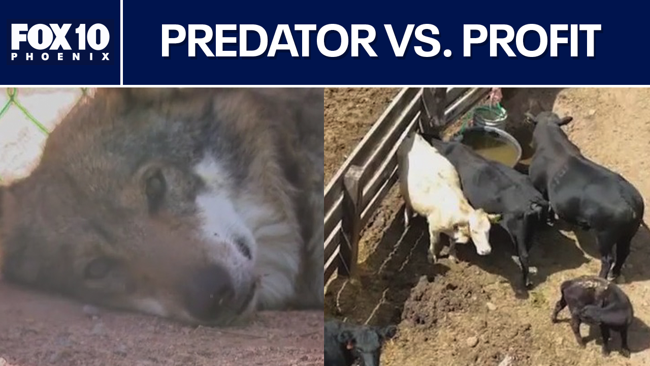 Conservation vs. commerce: The fight over Arizona's wolf population