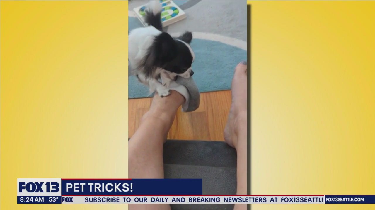 Good Day Pet Trick for Thursday, Sept. 28