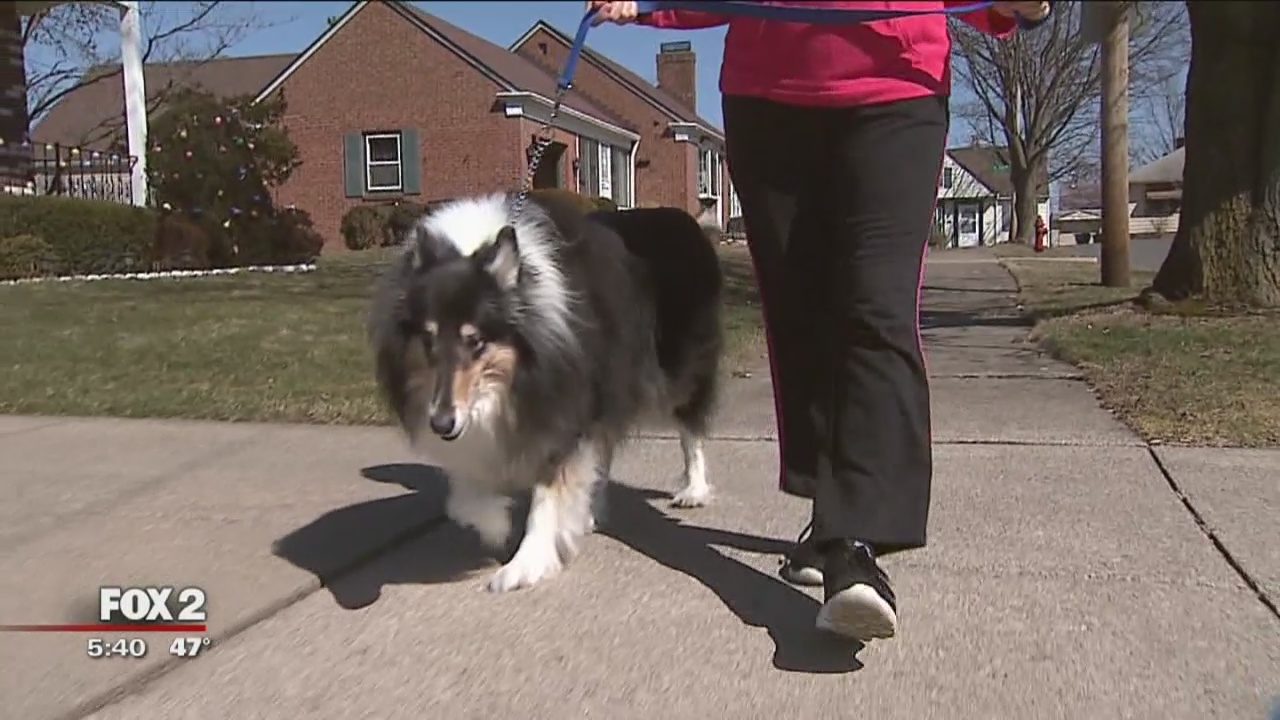 Dog injuries are common for the elderly