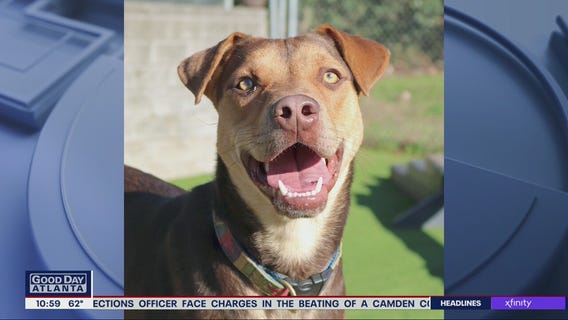 Pet of the Day from the Humane Society of Northeast Georgia