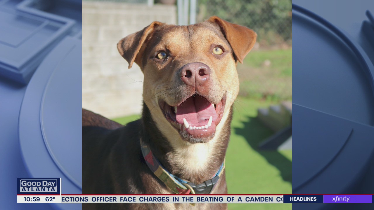 Pet of the Day from the Humane Society of Northeast Georgia