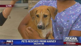 Pets rescued from Harvey arrive at Maryland animal rescue