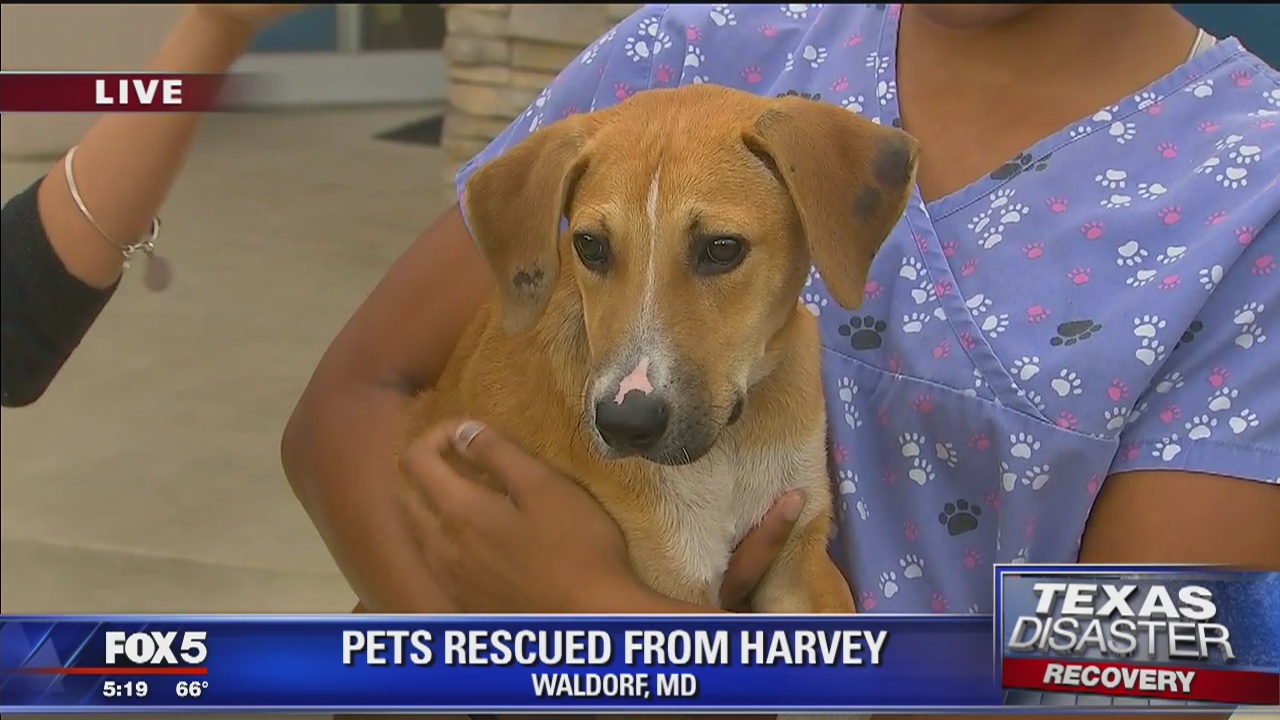 Pets rescued from Harvey arrive at Maryland animal rescue