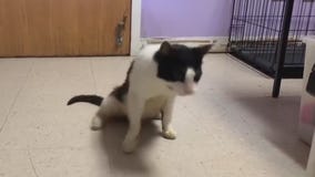 Pet of the Weekend: Holiday