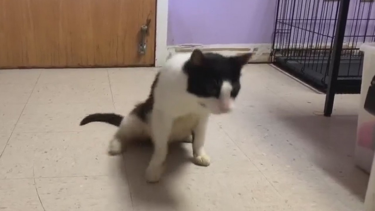 Pet of the Weekend: Holiday