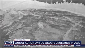 I-90 wildlife crossings in 2022