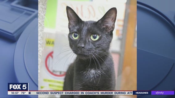 Pet of the Day from the Humane Society of Northeast Georgia