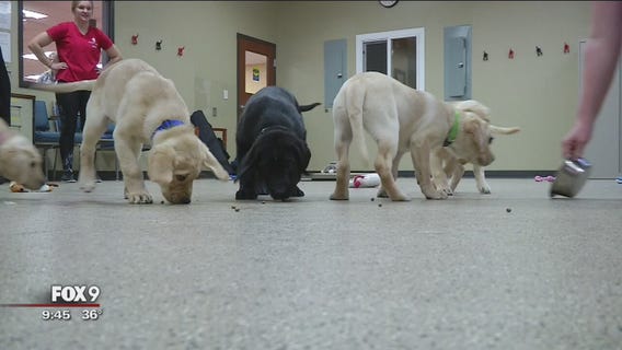 Can-Do Canines puppies move on to next stage of service dog training
