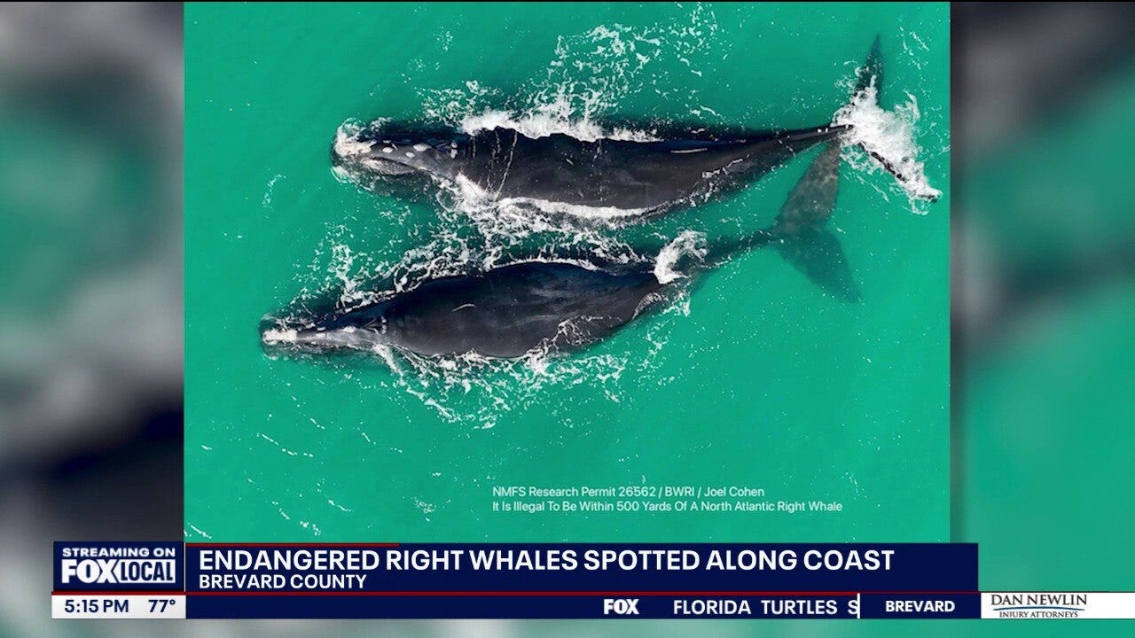 North Atlantic right whale mother, calf spotted off Space Coast