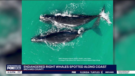 North Atlantic right whale mother, calf spotted off Space Coast