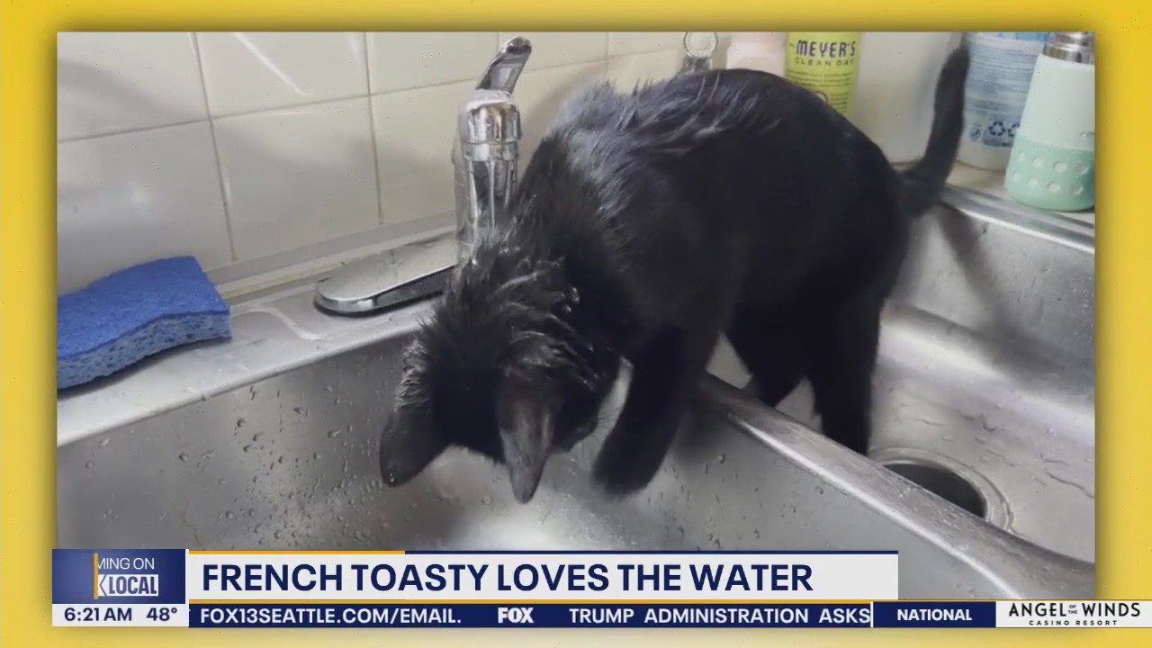 Pet Tricks for Thursday, April 17