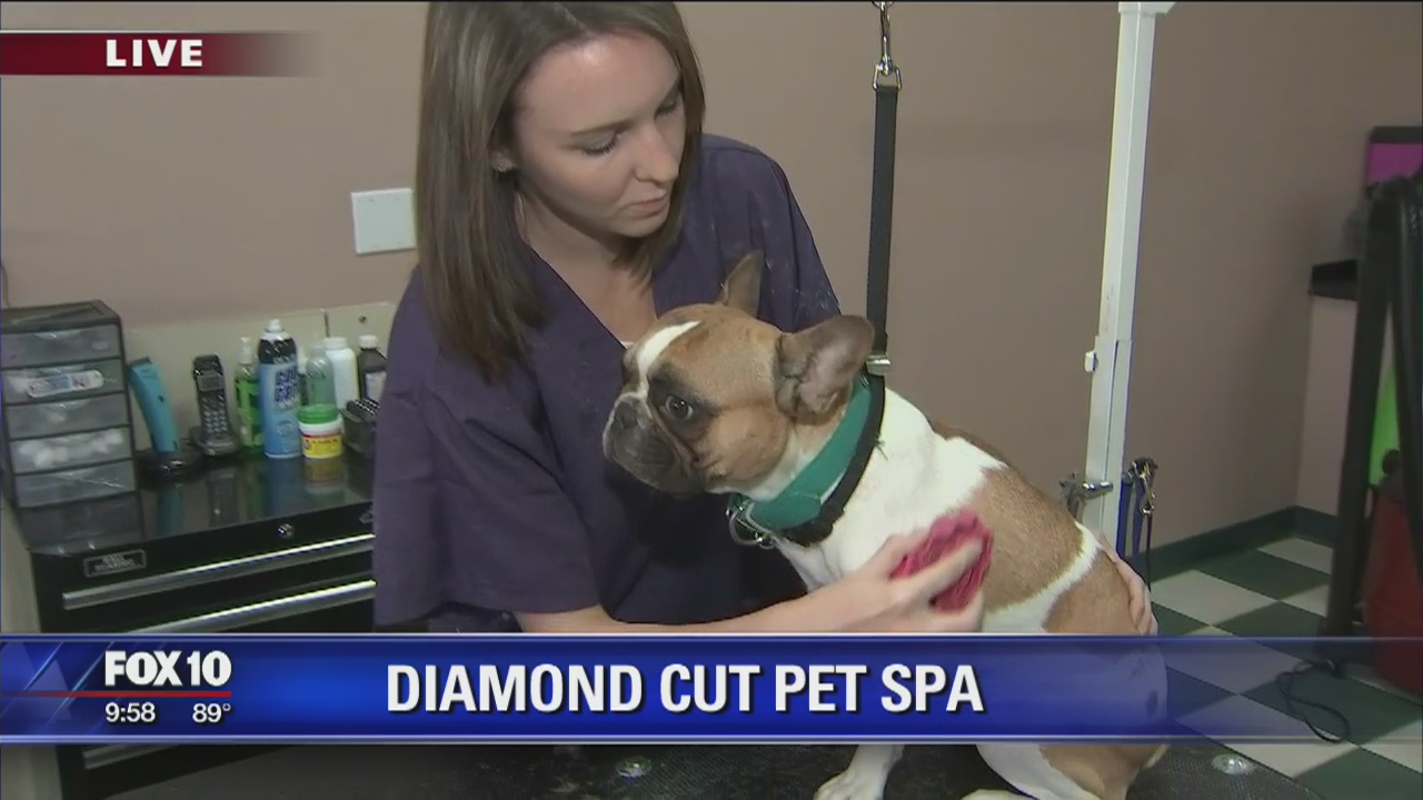 Cory's Corner: Diamond Cut Pet Spa
