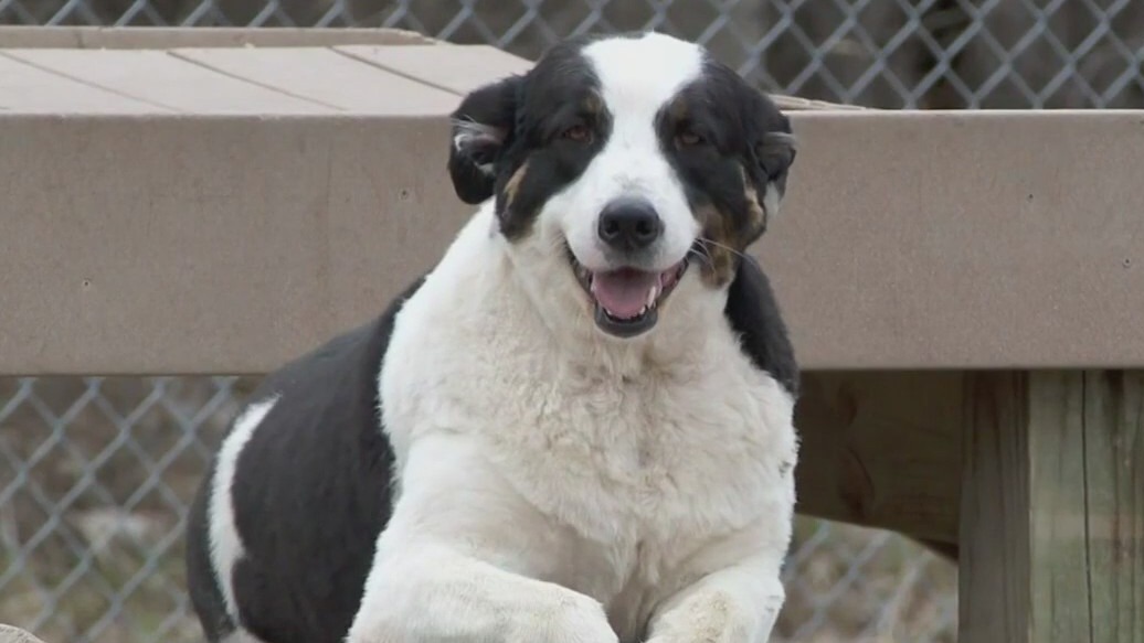 With canine influenza on the rise, pet owners asked to avoid dog parks