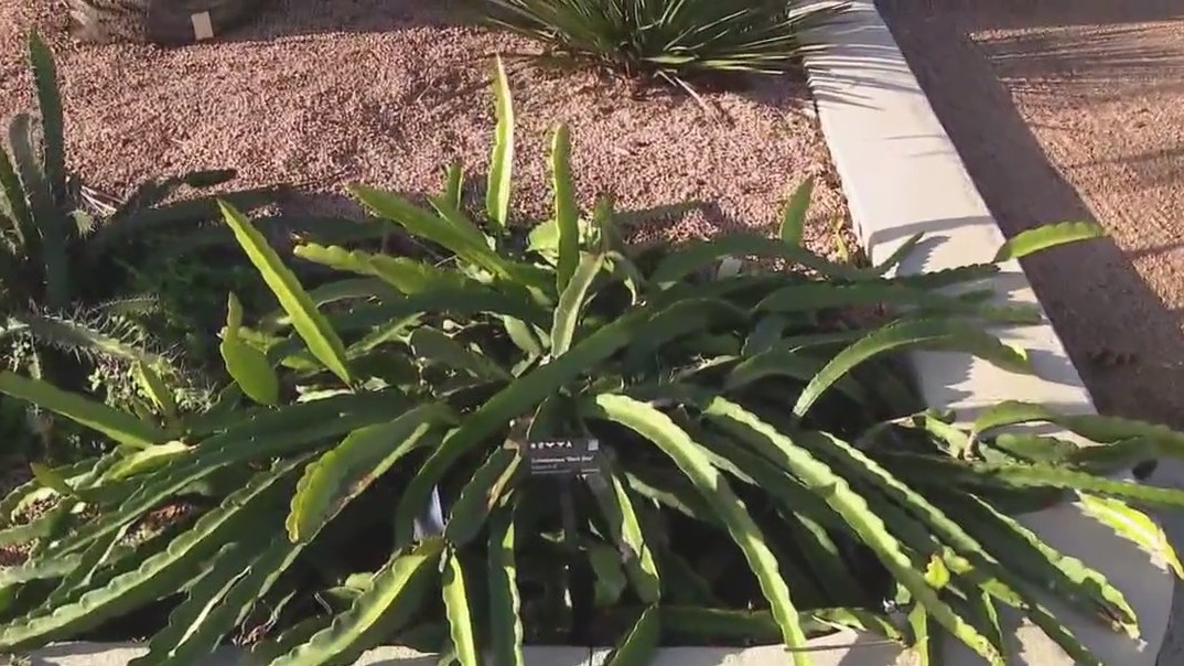 How to protect your plants in cold weather