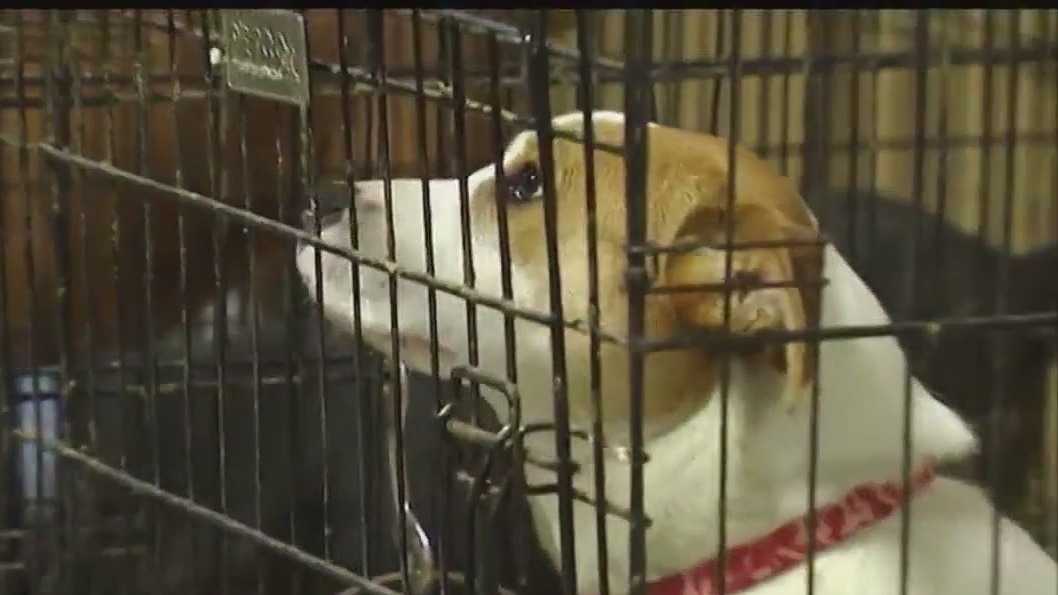 NAWS no-kill shelter raises $32K to stay open