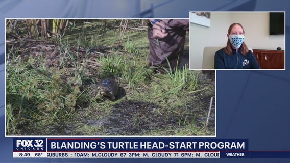 Blanding's turtle head-start program aims for recovery of species
