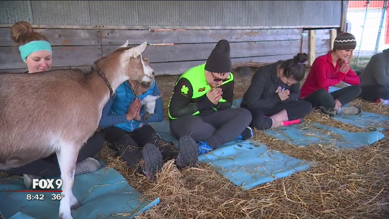 'Goat yoga' craze comes to Twin Cities