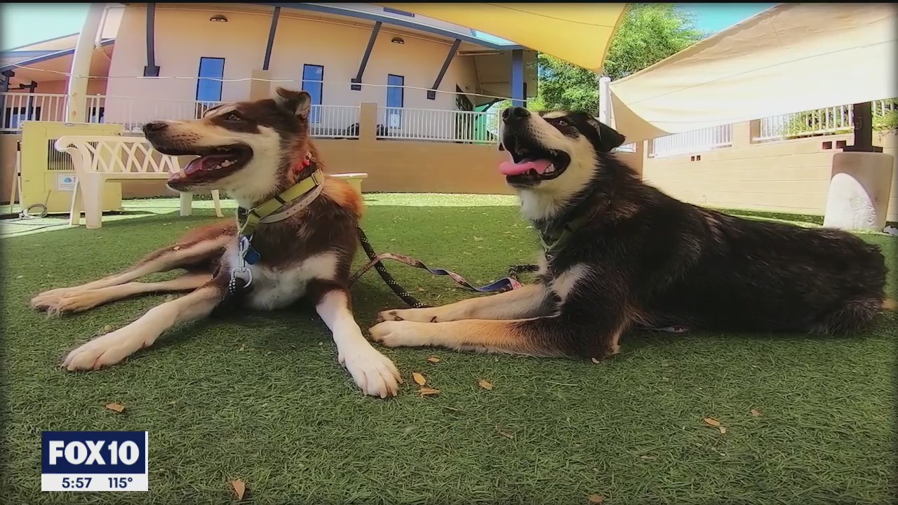 Celebrating National Mutt Day