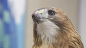 The Raptor Center celebrates 50 years