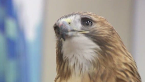 The Raptor Center celebrates 50 years