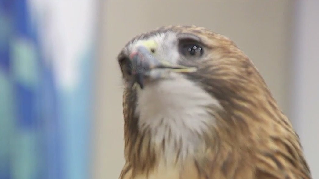 The Raptor Center celebrates 50 years