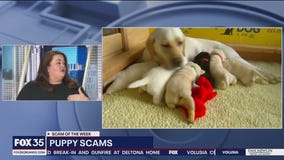 BBB warns holiday shoppers about puppy scams