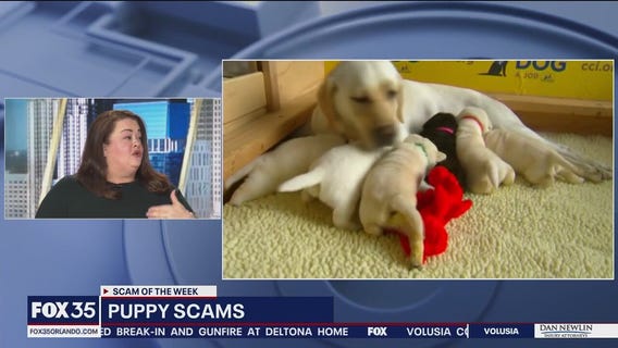 BBB warns holiday shoppers about puppy scams
