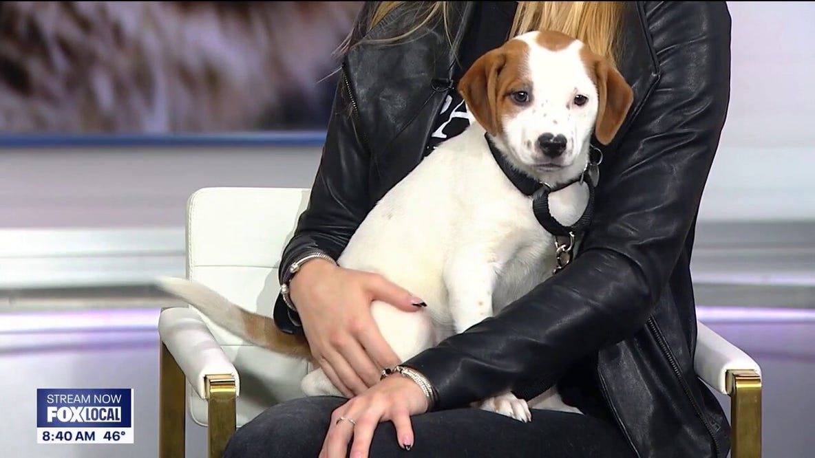 Paws Chicago has a dog to melt your heart