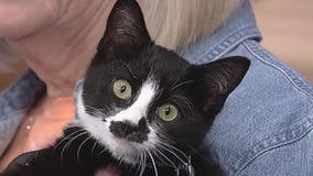 Meet Twix: Our Pet of the Day