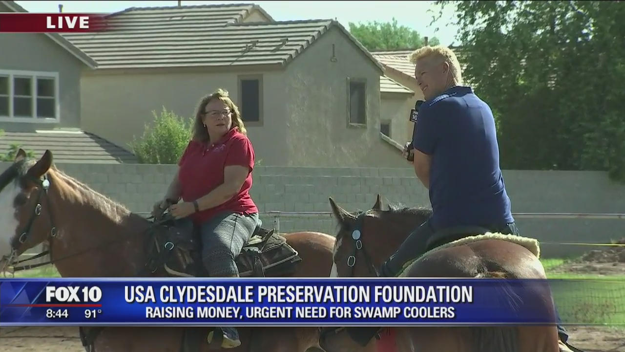 Cory's Corner: Clydesdale Preservation Foundation