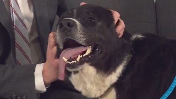 Bjorn at Pflugerville Animal Welfare Shelter