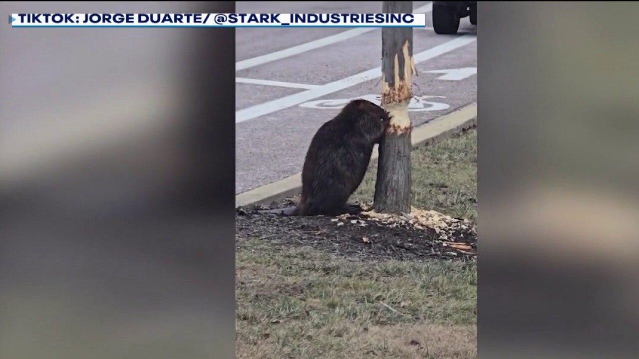 Schaumburg beaver caught chomping down trees 