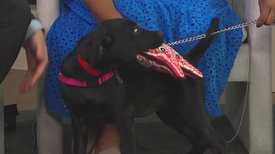 Pet of the Week: Meet Ellie