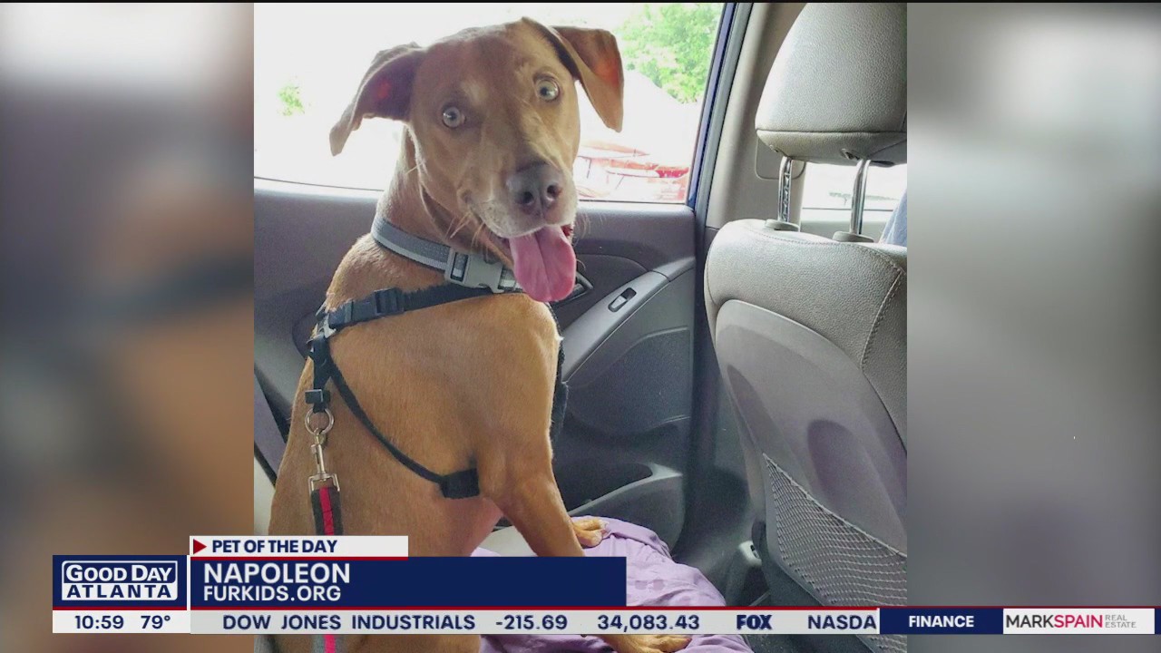 Pets of the Day from Furkids