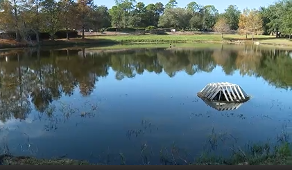 Dead and dying ducks found near an Orlando pond