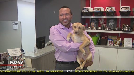 Dogs, cats seek furever homes at Brandywine Valley SPCA