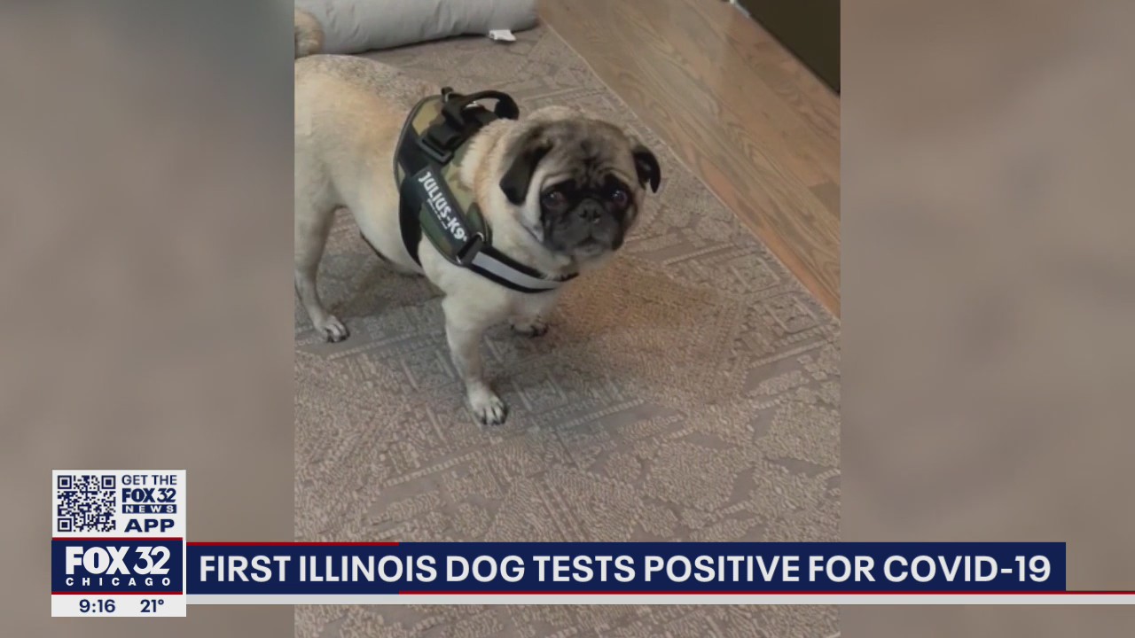 First Illinois dog tests positive for COVID-19