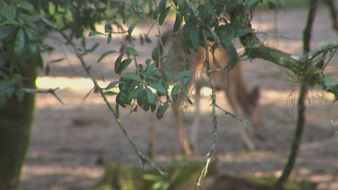 Kids learn to appreciate the outdoors in Nature's Classroom