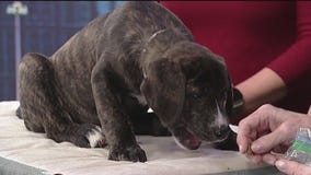 Meet Daisy Kay: Our Pet of the Day