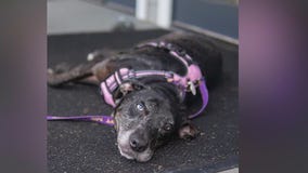 Meet Blue and Baxter: Our Pets of the Day