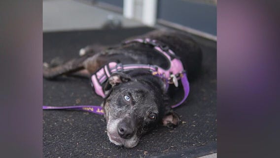 Meet Blue and Baxter: Our Pets of the Day