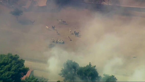 Animals stranded in Fontana wildfire