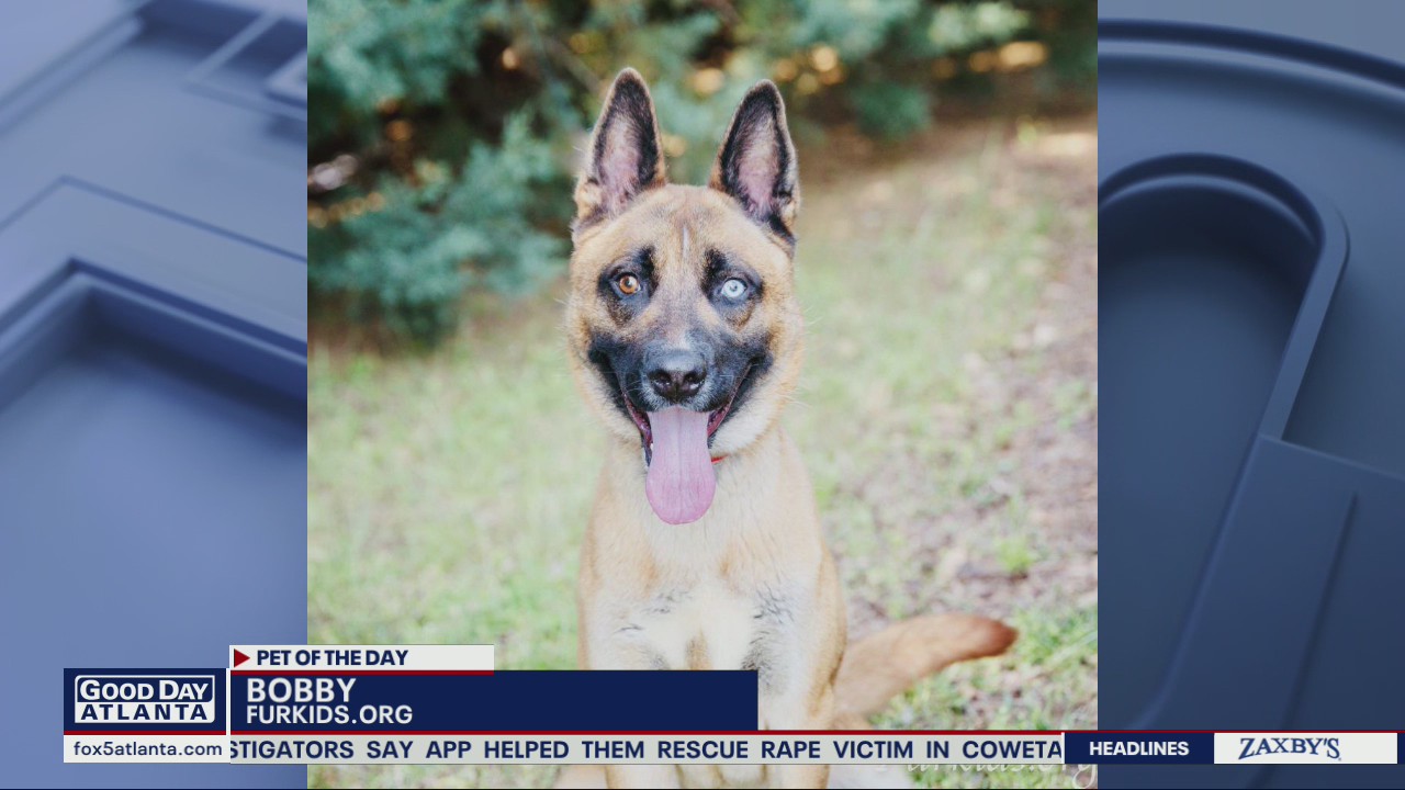 Pets of the Day from Furkids