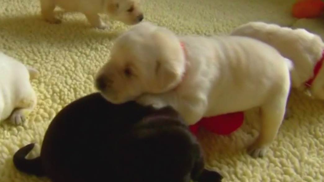 Black Friday shoppers warned as scammers ramp up online traps, BBB says